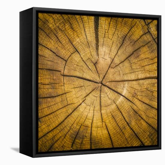 Sawn log showing growth rings (Dendrochronology)-Panoramic Images-Framed Stretched Canvas