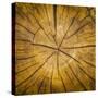 Sawn log showing growth rings (Dendrochronology)-Panoramic Images-Stretched Canvas