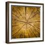 Sawn log showing growth rings (Dendrochronology)-Panoramic Images-Framed Photographic Print
