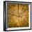 Sawn log showing growth rings (Dendrochronology)-Panoramic Images-Framed Photographic Print