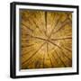 Sawn log showing growth rings (Dendrochronology)-Panoramic Images-Framed Photographic Print