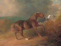 Mad Horse-Sawrey Gilpin-Giclee Print