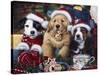 Sawry Santa Paws-Jenny Newland-Stretched Canvas