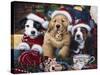 Sawry Santa Paws-Jenny Newland-Stretched Canvas