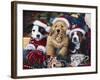 Sawry Santa Paws-Jenny Newland-Framed Giclee Print