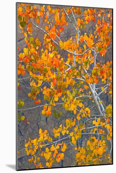 Sawtooth National Forest Aspen, Idaho, USA-Charles Gurche-Mounted Photographic Print