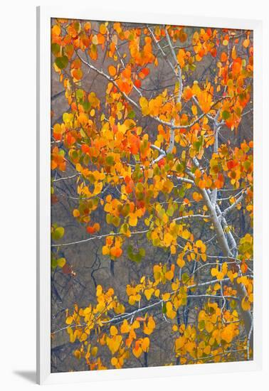 Sawtooth National Forest Aspen, Idaho, USA-Charles Gurche-Framed Photographic Print