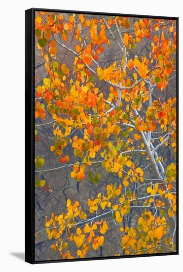 Sawtooth National Forest Aspen, Idaho, USA-Charles Gurche-Framed Stretched Canvas