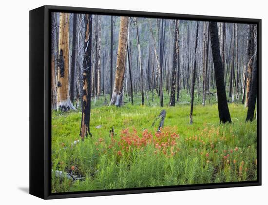 Sawtooth National Forest, Sawtooth National Recreation Area, Idaho, USA-Jamie & Judy Wild-Framed Stretched Canvas