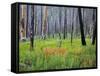 Sawtooth National Forest, Sawtooth National Recreation Area, Idaho, USA-Jamie & Judy Wild-Framed Stretched Canvas