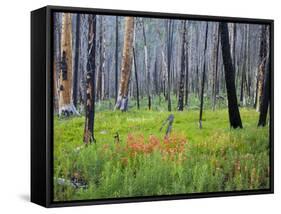 Sawtooth National Forest, Sawtooth National Recreation Area, Idaho, USA-Jamie & Judy Wild-Framed Stretched Canvas