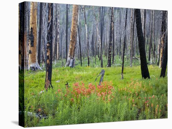 Sawtooth National Forest, Sawtooth National Recreation Area, Idaho, USA-Jamie & Judy Wild-Stretched Canvas