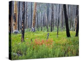 Sawtooth National Forest, Sawtooth National Recreation Area, Idaho, USA-Jamie & Judy Wild-Stretched Canvas