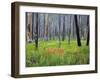 Sawtooth National Forest, Sawtooth National Recreation Area, Idaho, USA-Jamie & Judy Wild-Framed Premium Photographic Print