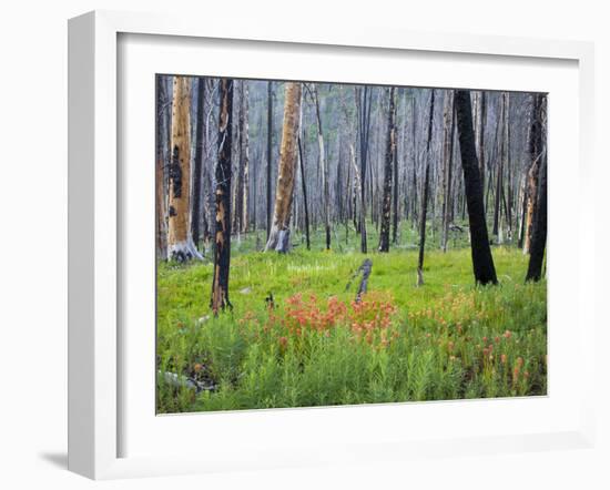 Sawtooth National Forest, Sawtooth National Recreation Area, Idaho, USA-Jamie & Judy Wild-Framed Premium Photographic Print