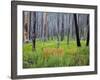 Sawtooth National Forest, Sawtooth National Recreation Area, Idaho, USA-Jamie & Judy Wild-Framed Photographic Print