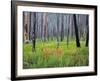 Sawtooth National Forest, Sawtooth National Recreation Area, Idaho, USA-Jamie & Judy Wild-Framed Photographic Print