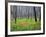 Sawtooth National Forest, Sawtooth National Recreation Area, Idaho, USA-Jamie & Judy Wild-Framed Photographic Print