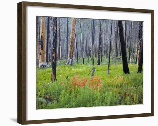 Sawtooth National Forest, Sawtooth National Recreation Area, Idaho, USA-Jamie & Judy Wild-Framed Photographic Print