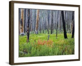 Sawtooth National Forest, Sawtooth National Recreation Area, Idaho, USA-Jamie & Judy Wild-Framed Photographic Print