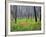 Sawtooth National Forest, Sawtooth National Recreation Area, Idaho, USA-Jamie & Judy Wild-Framed Photographic Print