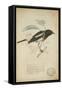 Saxicola Albofasciata, C.1863-Eduard Ruppell-Framed Stretched Canvas
