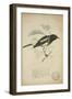 Saxicola Albofasciata, C.1863-Eduard Ruppell-Framed Giclee Print