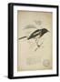 Saxicola Albofasciata, C.1863-Eduard Ruppell-Framed Giclee Print