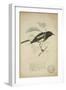 Saxicola Albofasciata, C.1863-Eduard Ruppell-Framed Giclee Print