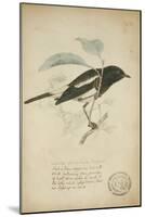 Saxicola Albofasciata, C.1863-Eduard Ruppell-Mounted Giclee Print