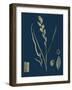 Saxifraga Aizoides; Yellow Mountain Saxifrage-null-Framed Giclee Print