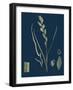 Saxifraga Aizoides; Yellow Mountain Saxifrage-null-Framed Giclee Print