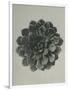 Saxifraga aizoon-Karl Blossfeldt-Framed Giclee Print