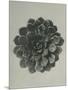 Saxifraga aizoon-Karl Blossfeldt-Mounted Giclee Print