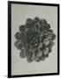 Saxifraga aizoon-Karl Blossfeldt-Framed Giclee Print