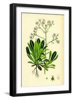 Saxifraga Andrewsii Andrew's London-Pride-null-Framed Giclee Print