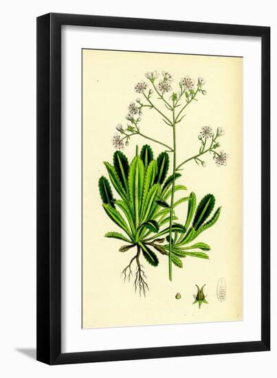 Saxifraga Andrewsii Andrew's London-Pride-null-Framed Giclee Print