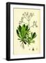 Saxifraga Andrewsii Andrew's London-Pride-null-Framed Giclee Print