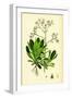 Saxifraga Andrewsii Andrew's London-Pride-null-Framed Giclee Print