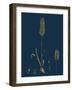 Saxifraga Caespitosa; Tufted Saxifrage-null-Framed Giclee Print