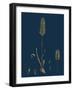 Saxifraga Caespitosa; Tufted Saxifrage-null-Framed Giclee Print