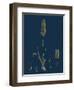 Saxifraga Caespitosa; Tufted Saxifrage-null-Framed Giclee Print