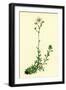 Saxifraga Eu-Hypnoides Var. Platypetala Mossy Saxifrage Var. A-null-Framed Giclee Print