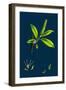 Saxifraga Geum; Kidney-Leaved London-Pride-null-Framed Giclee Print