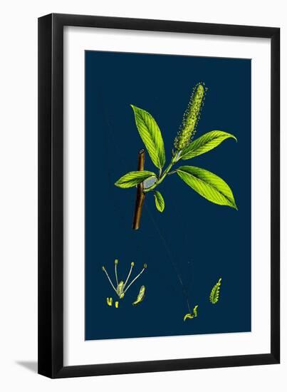 Saxifraga Geum; Kidney-Leaved London-Pride-null-Framed Giclee Print