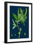 Saxifraga Nivalis; Alpine Clustered Saxifrage-null-Framed Giclee Print