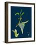 Saxifraga Oppositifolia; Purple Mountain Saxifrage-null-Framed Giclee Print
