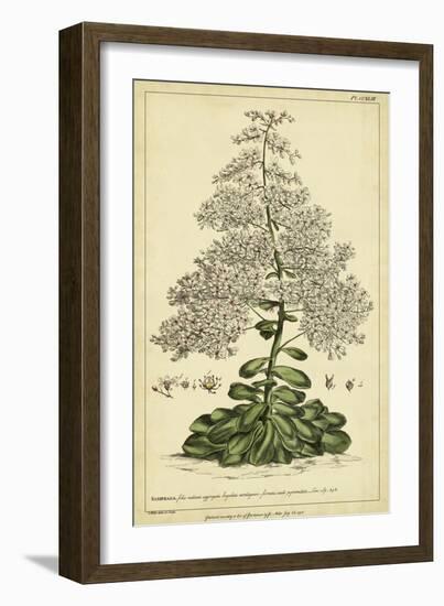 Saxifraga, Pl. CCXLIII-Phillip Miller-Framed Art Print