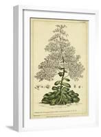 Saxifraga, Pl. CCXLIII-Phillip Miller-Framed Art Print