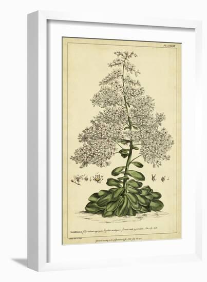 Saxifraga, Pl. CCXLIII-Phillip Miller-Framed Art Print